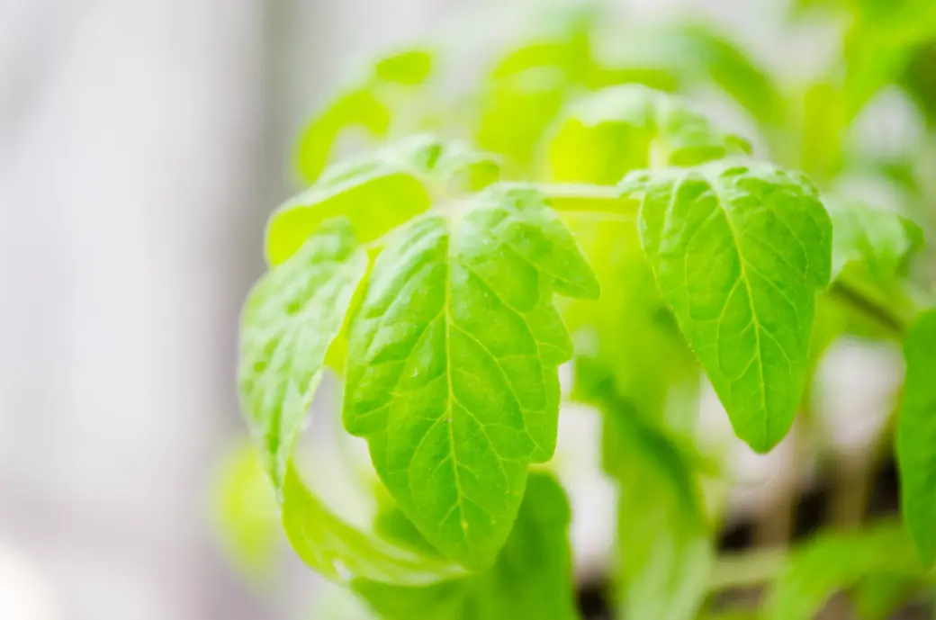 Желаем вам хорошего урожая!