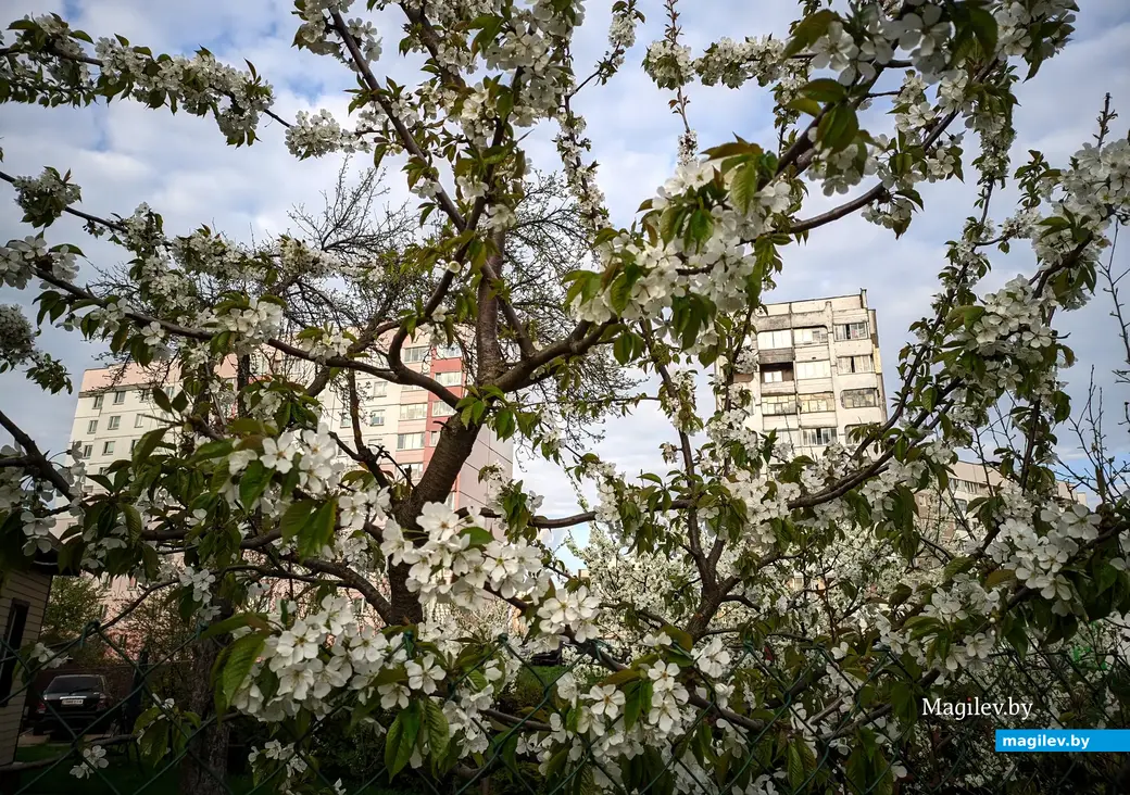 Цветущие сады украшают даже многоэтажки на Мовчанского. Могилев, 24 апреля 2023 года.