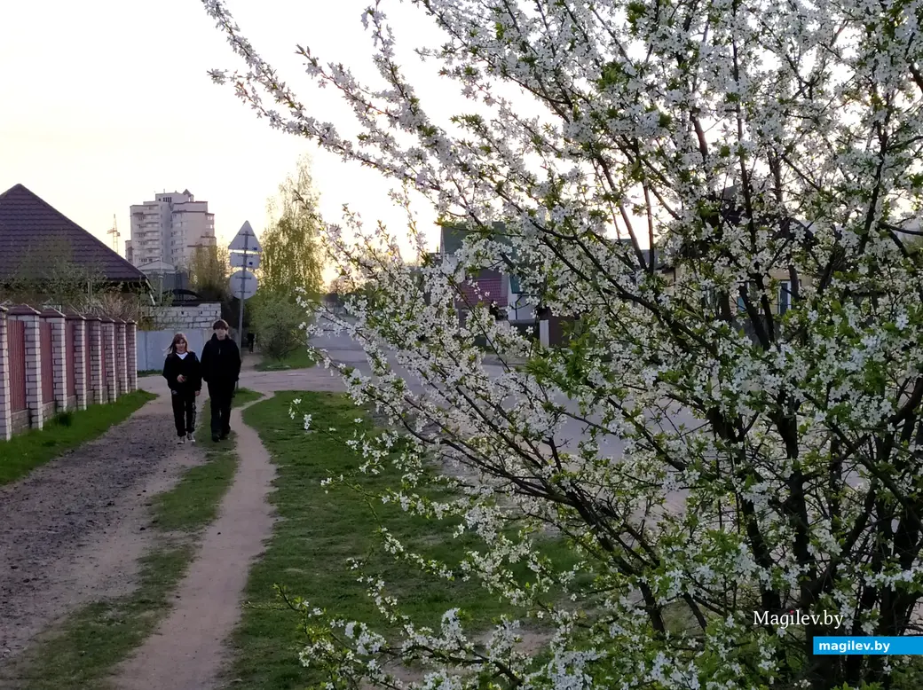 Весна на улице Островского. Могилев, частный сектор в Заднепровье. 24 апреля 2023 года.