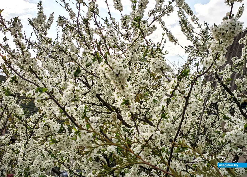 Запах цветущих деревьев здесь тебя преследует повсюду. Могилев, частный сектор в Заднепровье. 24 апреля 2023 года.