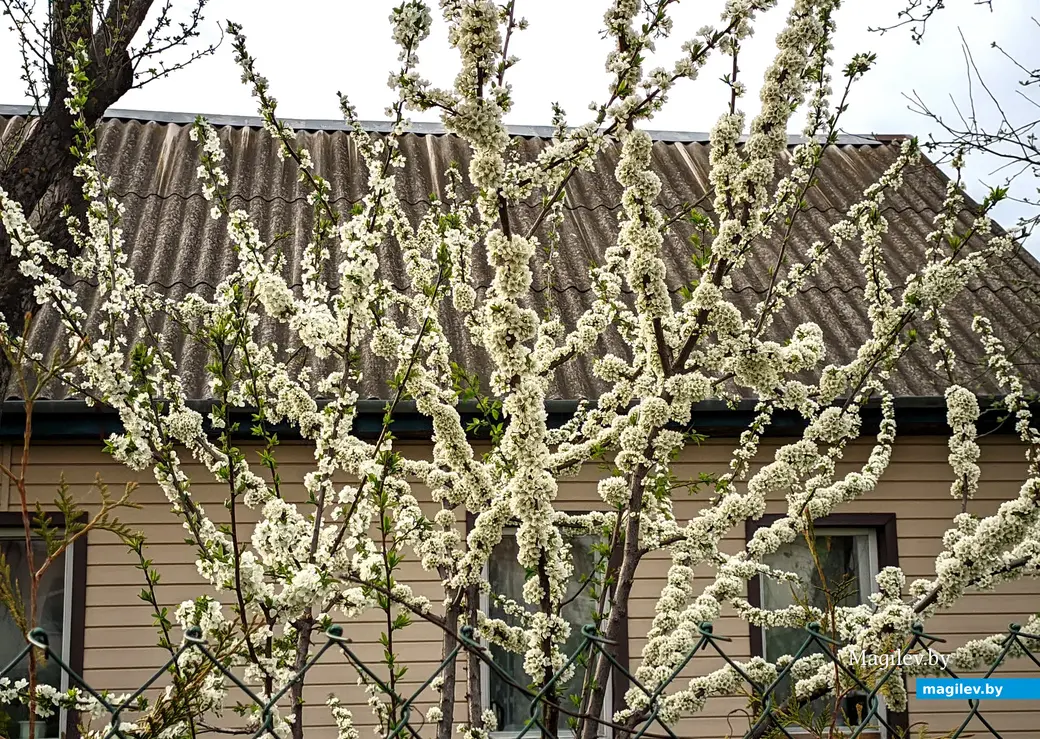 Сады частного сектора Луполово в цвету. Глаз не отвести. Могилев, частный сектор в Заднепровье. 24 апреля 2023 года.
