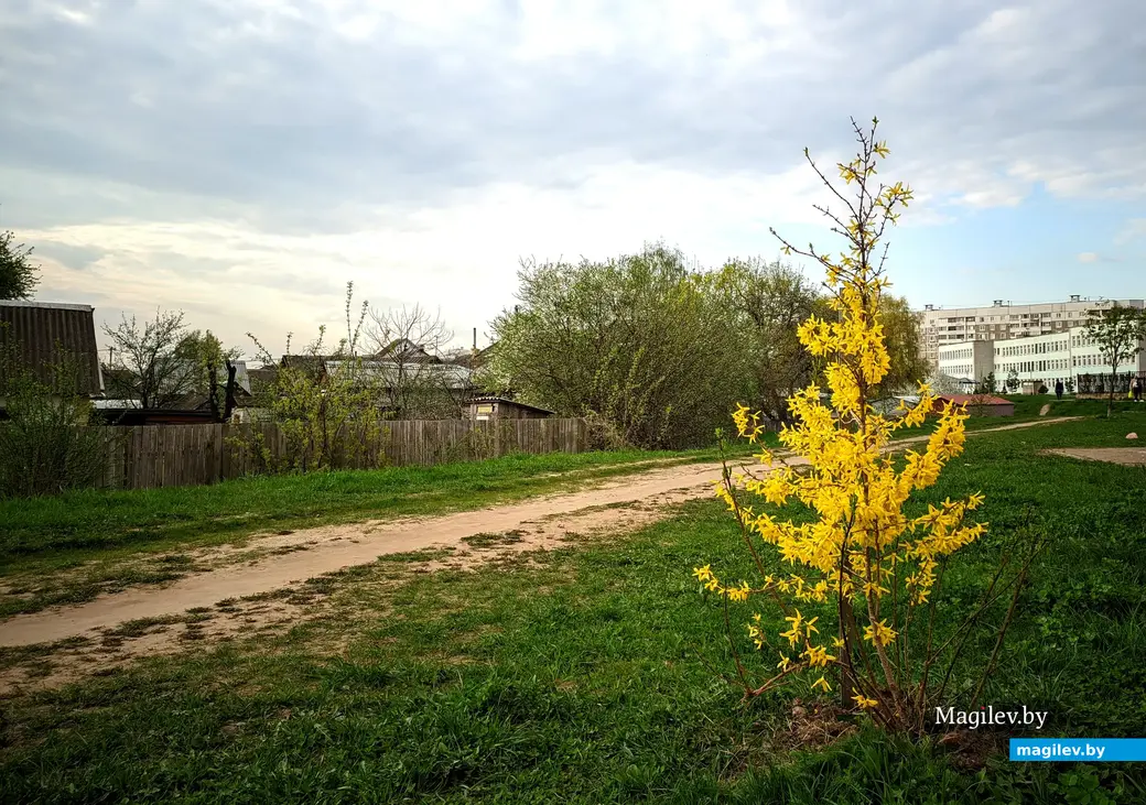 Одинокий желтый куст форзиции. Зацветает одной из первых в весеннем саду. Могилев, Заднепровье. 24 апреля 2023 года.