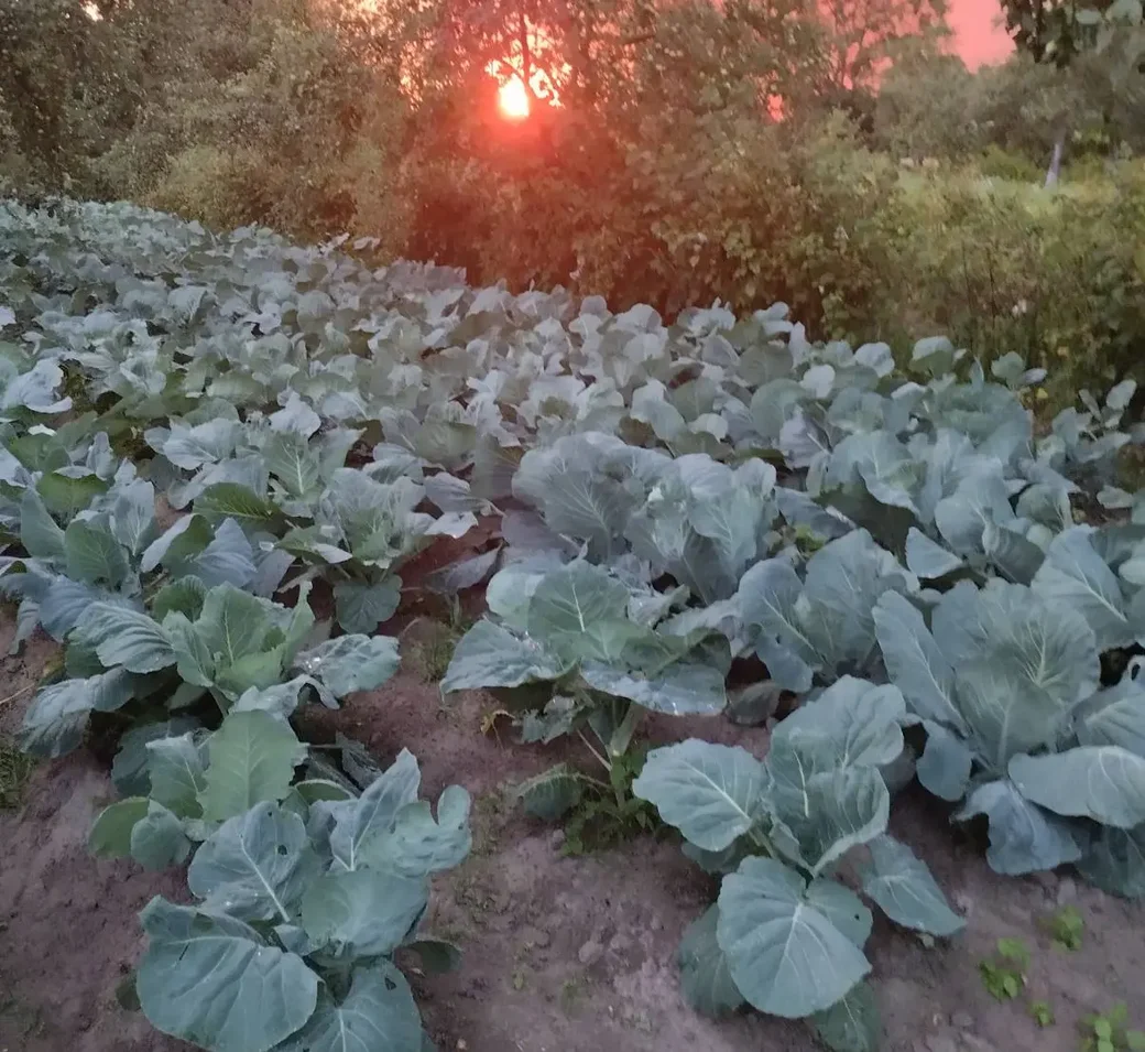 Урожай Геннадия Юшкевича, д. Лебедевка Бобруйского района.