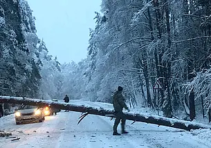 Случаи падения деревьев на проезжую часть автотрасс участились в Могилевской области