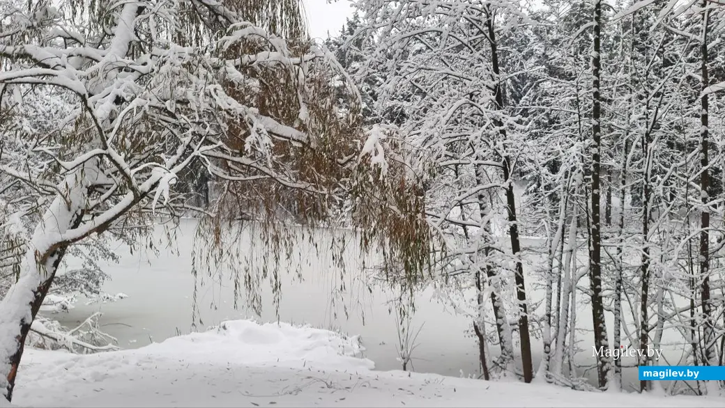 28.11.2022 г. Могилев, Печерский лесопарк