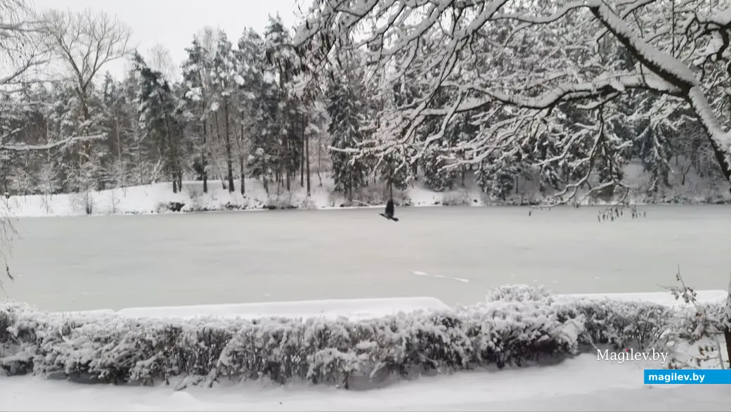 28.11.2022 г. Могилев, Печерский лесопарк