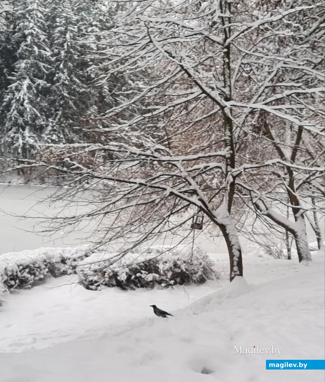 28.11.2022 г. Могилев, Печерский лесопарк