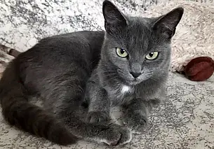 Тимон, Кони, Малышка Лу: подборка бесплатных объявлений о тех, кому нужен дом