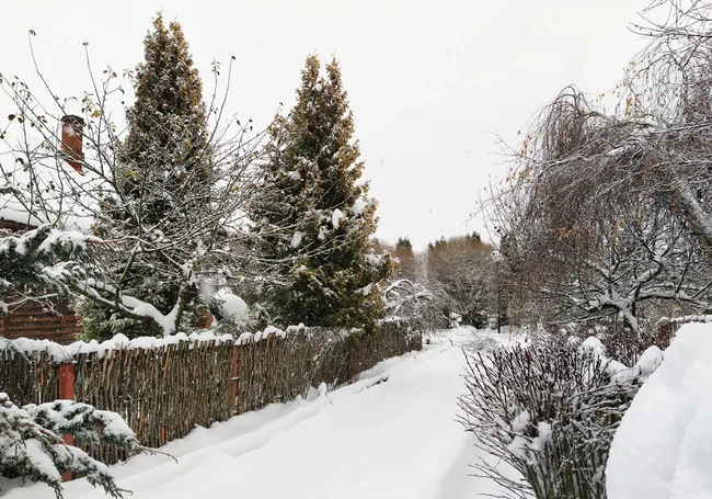 Елочные базары начнут работать в Могилеве с 22 декабря