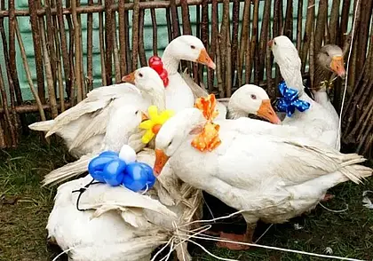 «Умная остановка», гусиные бега и форель с быховской пропиской: обзор СМИ за минувший день