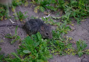 Зола и мазь Вишневского: необычные способы борьбы с мышами
