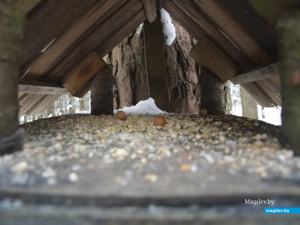 Могилев, Любужский лесопарк. 3.12.2022 г.