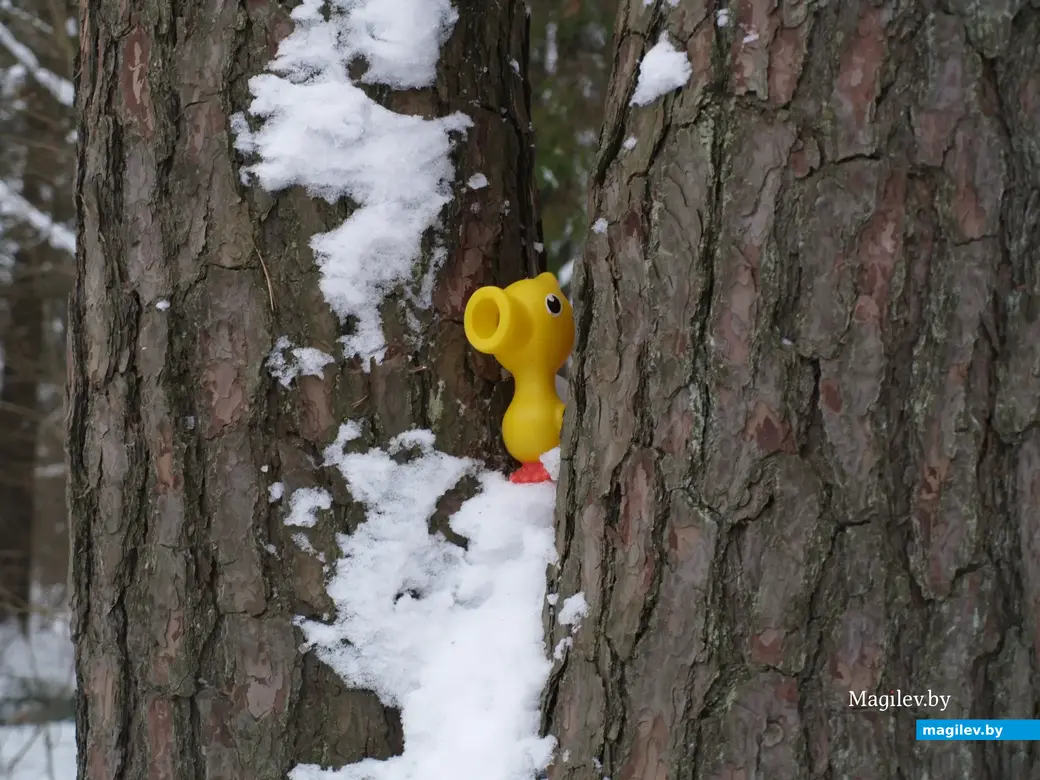 Могилев, Любужский лесопарк. 3.12.2022 г.