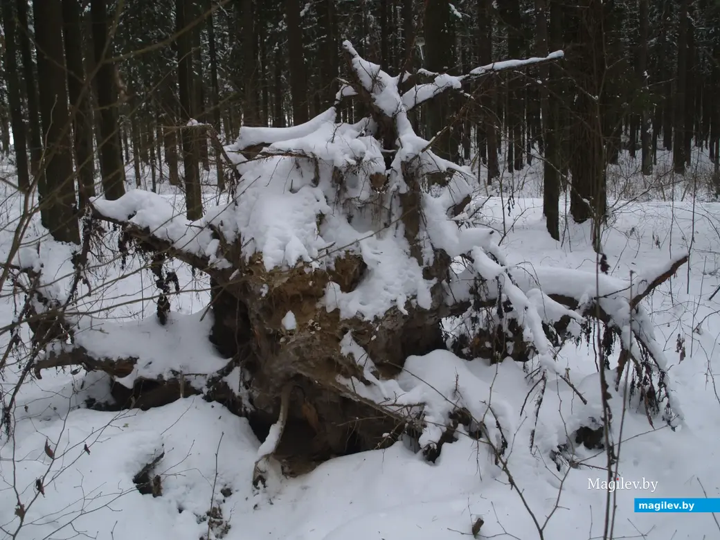 Могилев, Любужский лесопарк. 3.12.2022 г.