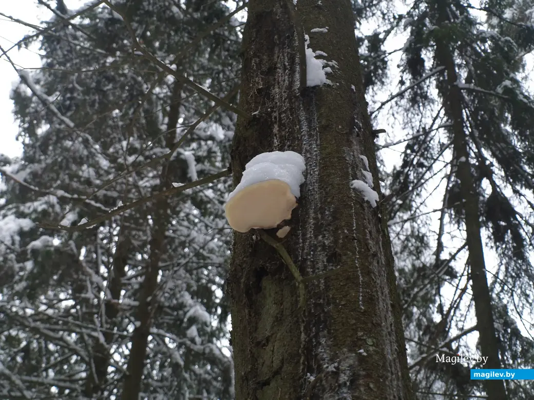 Могилев, Любужский лесопарк. 3.12.2022 г.