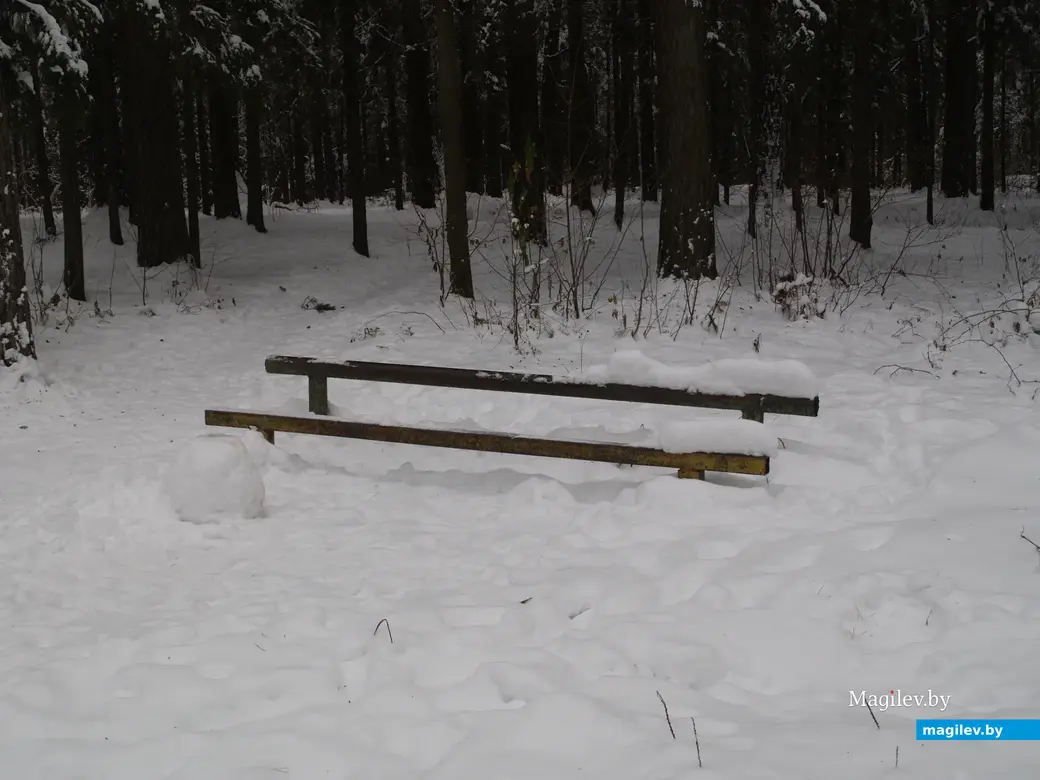 Могилев, Любужский лесопарк. 3.12.2022 г.
