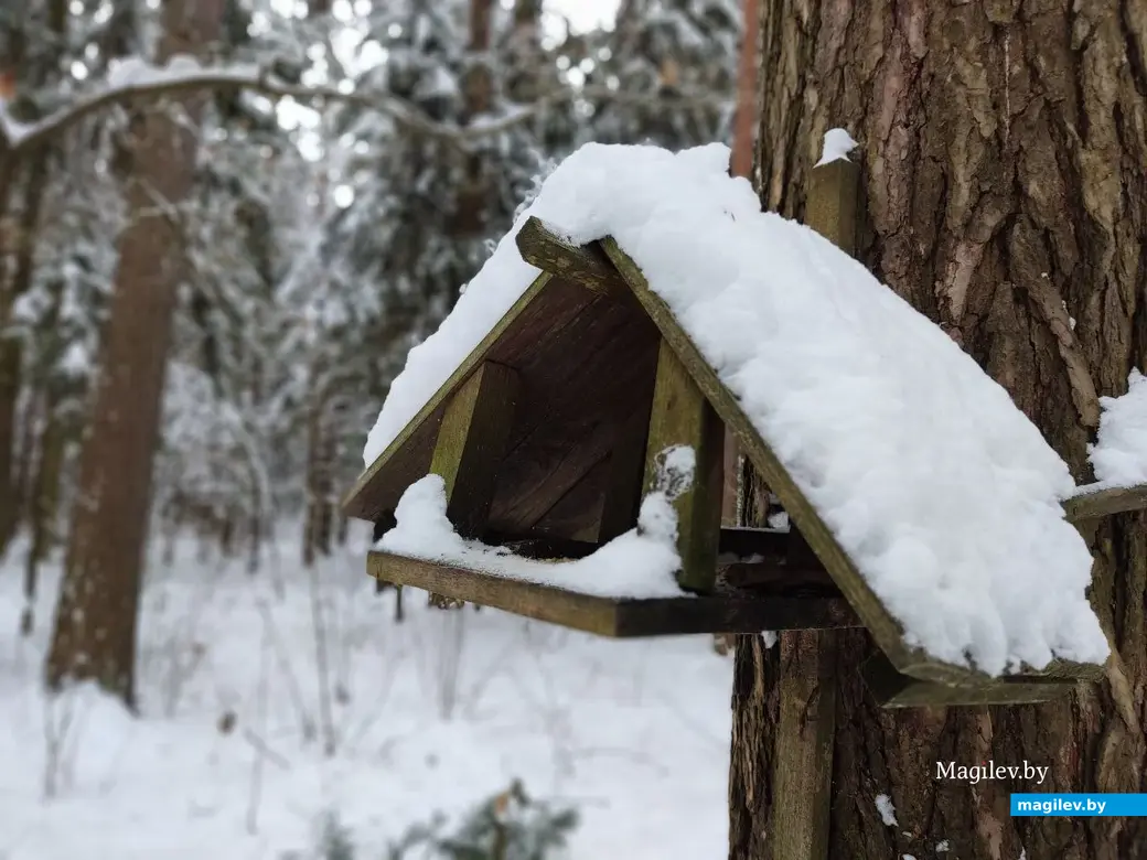 Могилев, Любужский лесопарк. 3.12.2022 г.