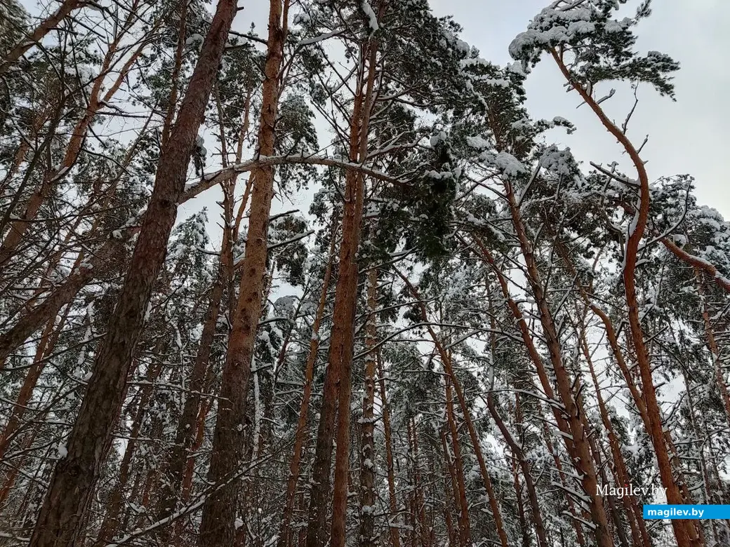 Могилев, Любужский лесопарк. 3.12.2022 г.