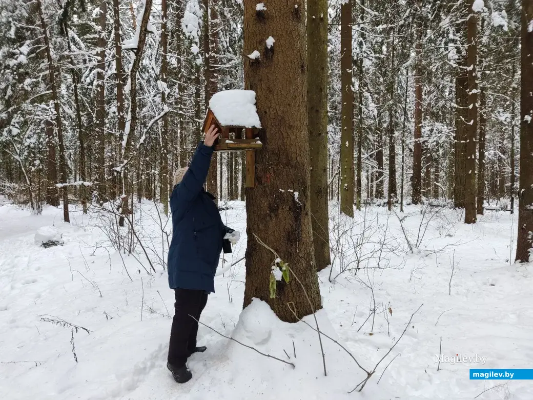 Могилев, Любужский лесопарк. 3.12.2022 г.