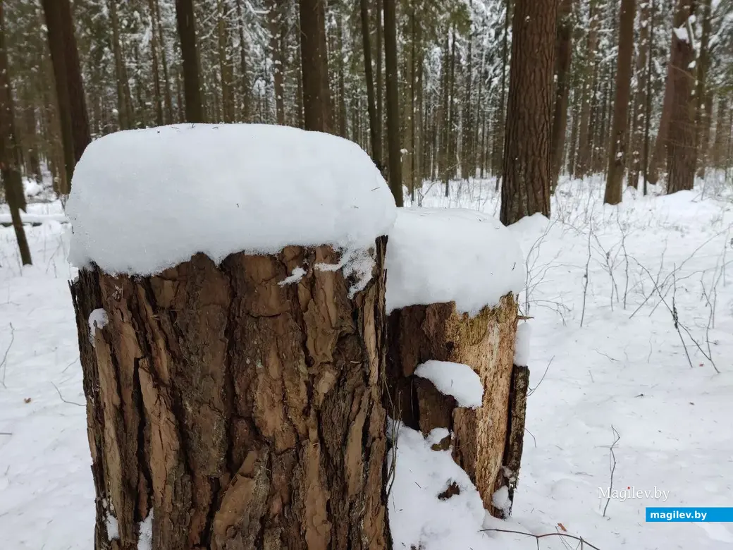 Могилев, Любужский лесопарк. 3.12.2022 г.