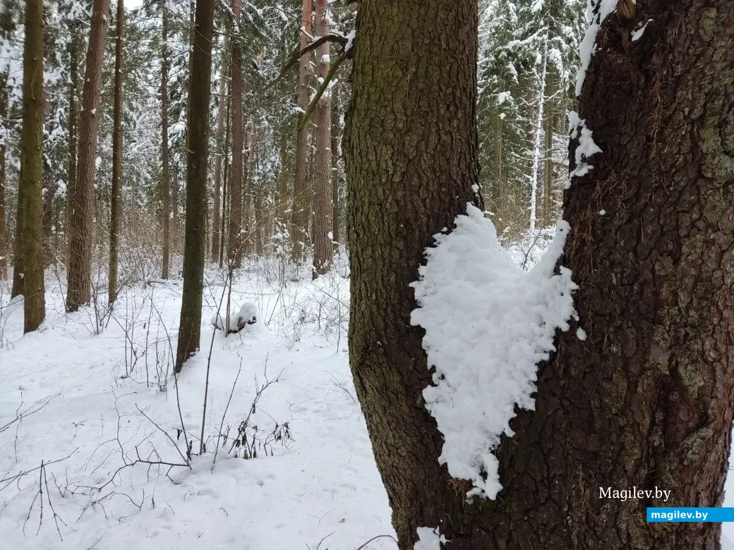Могилев, Любужский лесопарк. 3.12.2022 г.