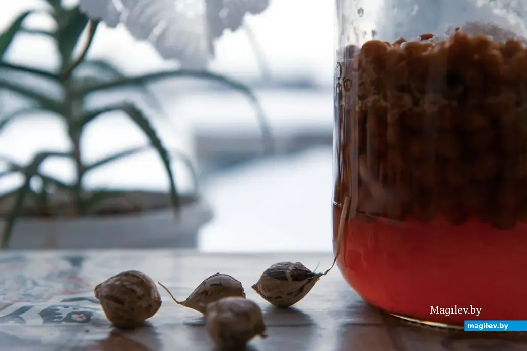 Декабрь 2022 г. Зима в деревне на Могилевщине