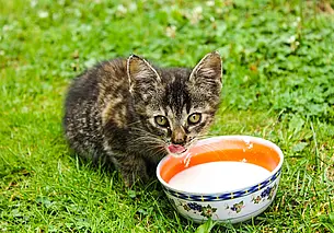 Можно ли кошке молоко: развеиваем мифы о питании питомцев