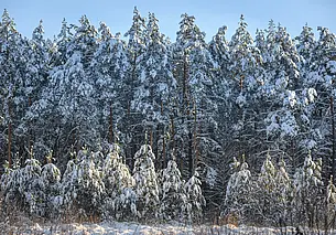 Туман, мокрый снег и гололед. О погоде в понедельник, 26 декабря