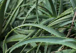 Можно ли заставить алоэ цвести в домашних условиях