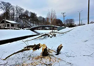 Бобры не привыкли спать в шапку: на берегу Дубровенки у них кипит работа