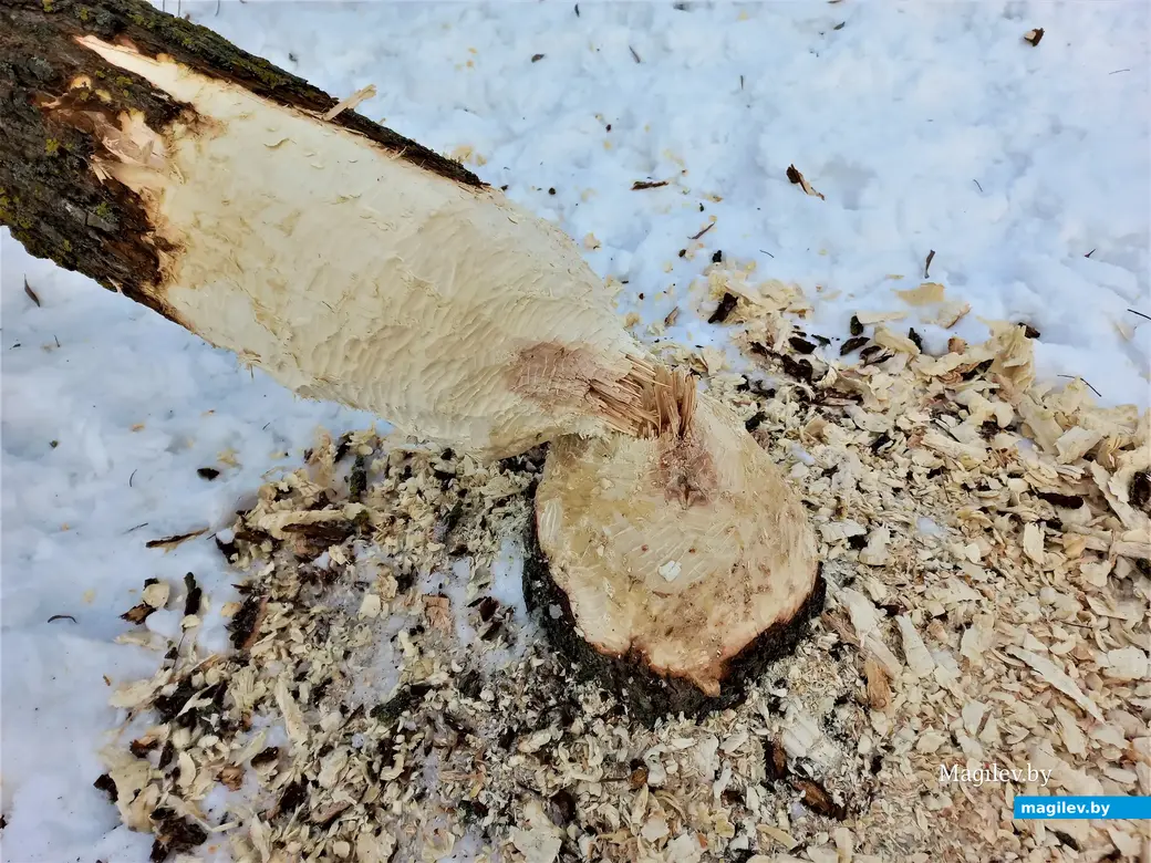 Могилев, улица Левая Дубровенка 06.12.2022 г.