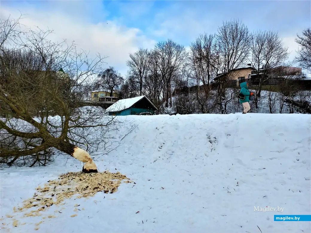 Могилев, улица Левая Дубровенка 06.12.2022 г.