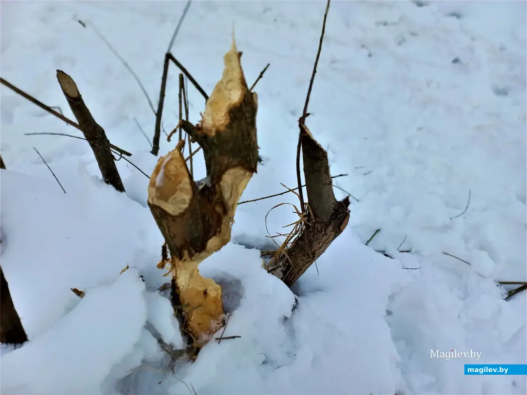 Могилев, улица Левая Дубровенка 06.12.2022 г.