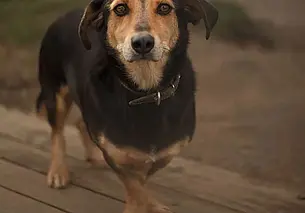 Кот Кузя, кошка Белоснежка и пес Федя: подборка бесплатных объявлений о тех, кому нужен дом