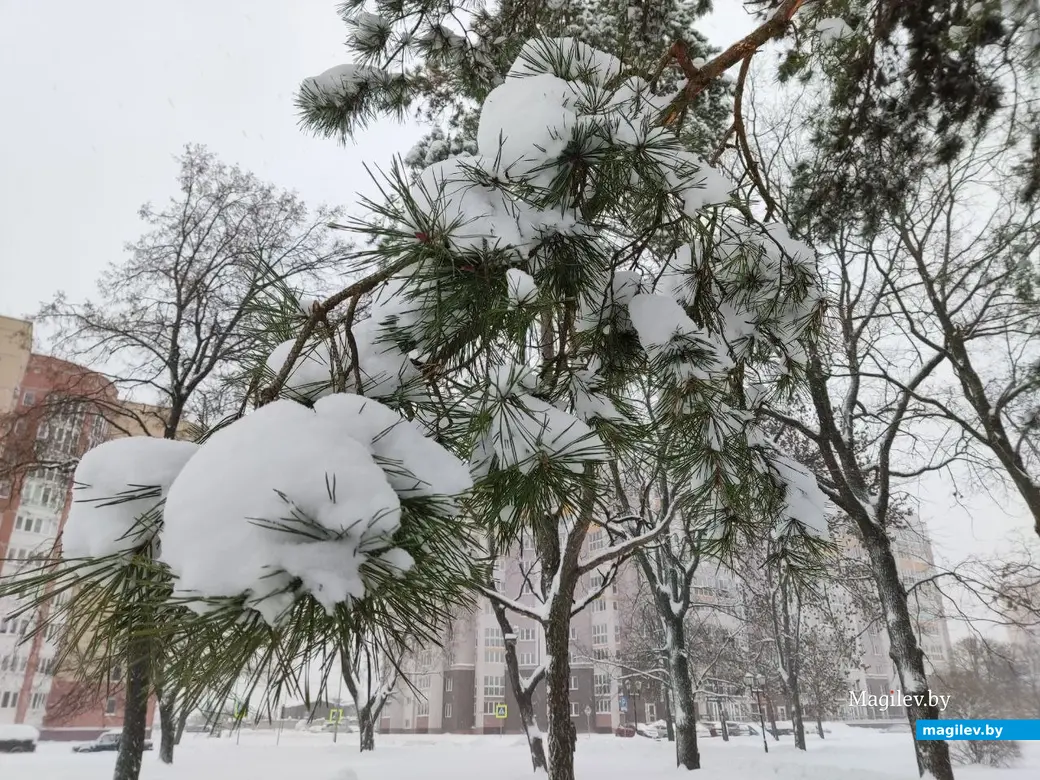 Снежное очарование Могилева. Пушкинский проспект. 11.12.2022 г