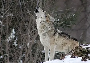 На Гомельщине обезвредили бешеного волка