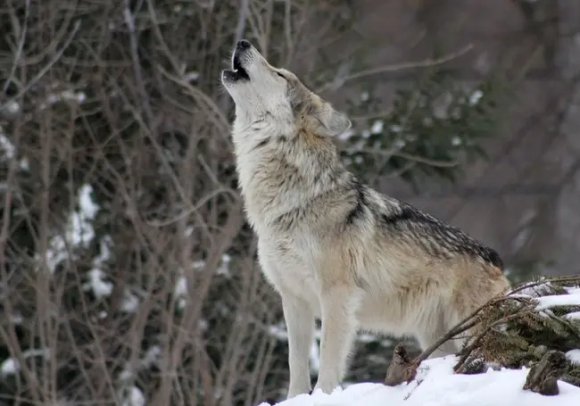 На Гомельщине обезвредили бешеного волка