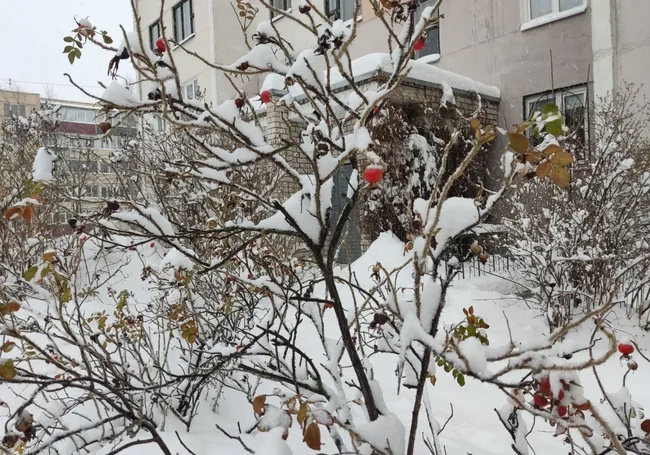 Кратковременный снег, гололедица: какой будет погода в Могилеве в понедельник, 24 ноября 2025 г.