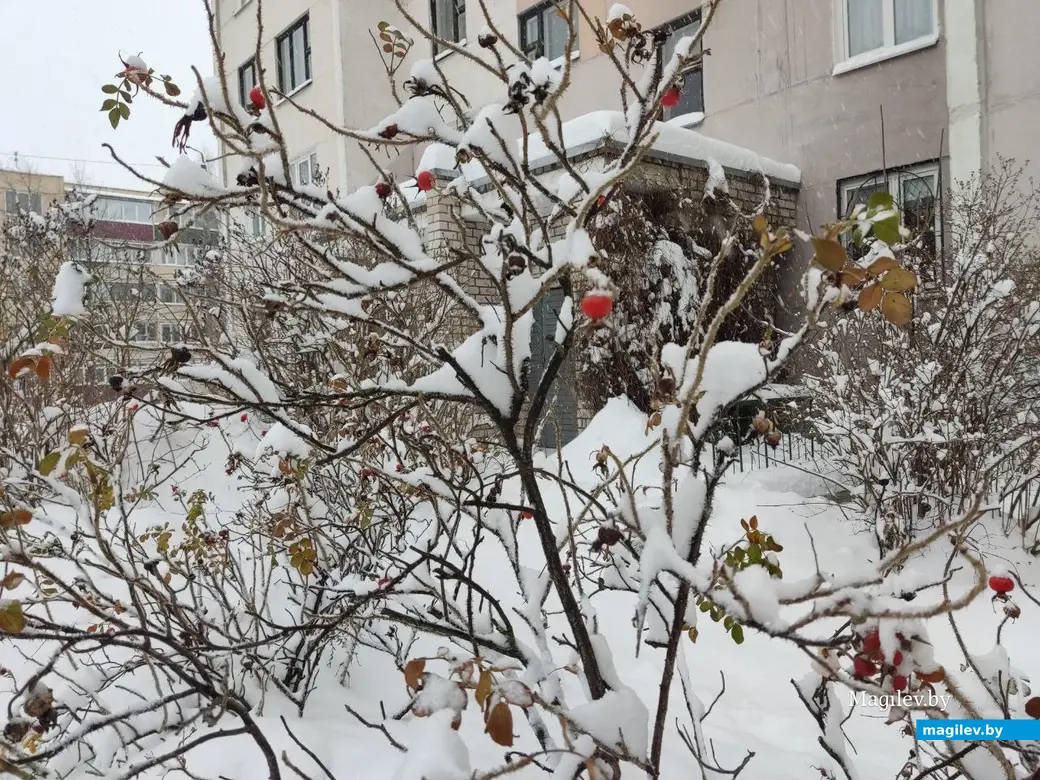 Снежное очарование Могилева. Улица Симонова. 11.12.2022 г