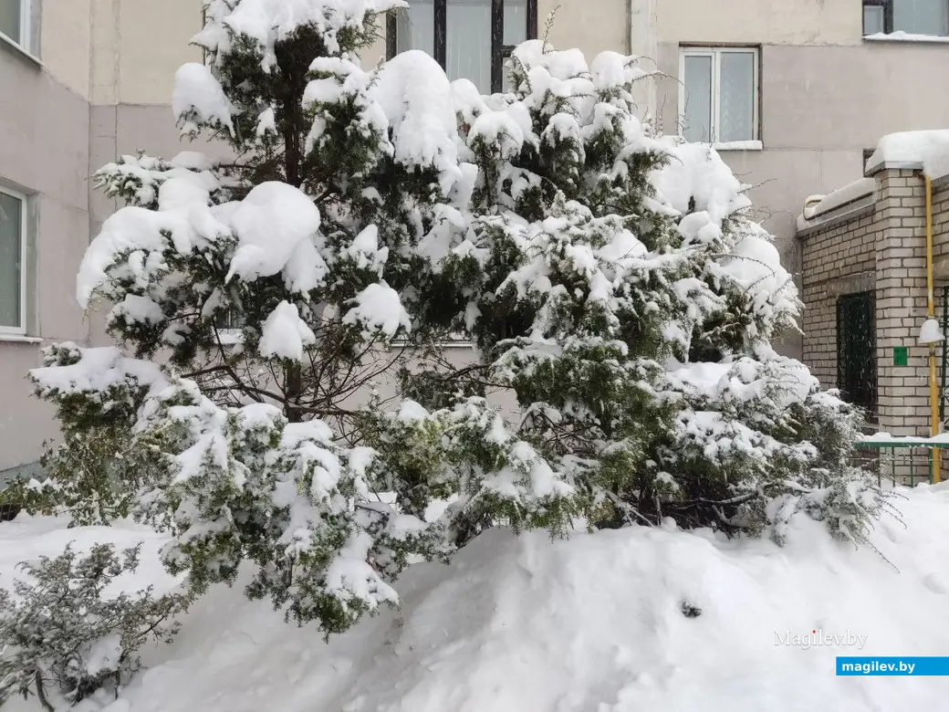 Снежное очарование Могилева. Улица Симонова. 11.12.2022 г