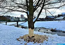 Борьба с автохламом и проделки бобров: что обсуждали подписчики нашего Instagram на прошлой неделе