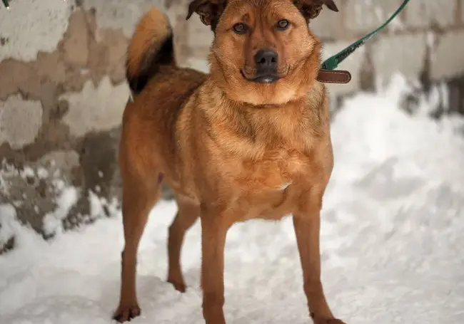 Софи, Тоффи, Машенька: подборка бесплатных объявлений о тех, кому нужен дом