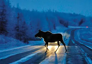 Водители, будьте аккуратны! Лоси всё чаще выходят на белорусские дороги (видеоподборка)