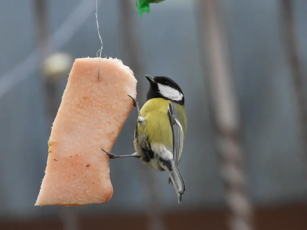 Кормушки для птиц стоит рассматривать как своеобразные инвестиции в будущее.