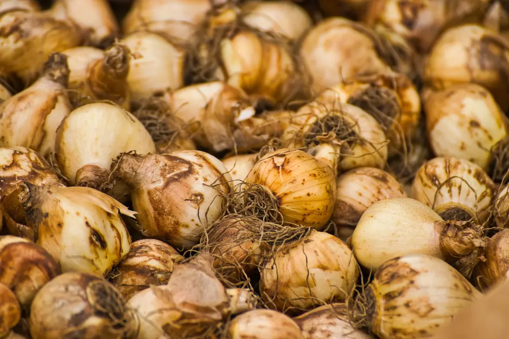 Если луковиц много, а места мало, заверните их в газету или пересыпьте опилками.