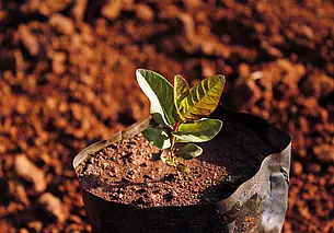 Как сохранить саженцы до весны: способы для разных растений