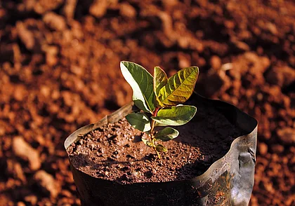 Как сохранить саженцы до весны: способы для разных растений