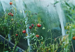 Почему у томатов стали закручиваться листья: возможные причины