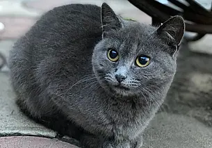 Паровозик, малышка Пу и Каспер: подборка бесплатных объявлений о тех, кому нужен дом