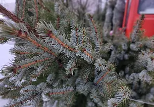 В Могилеве открылись елочные базары: посмотрели, приценились